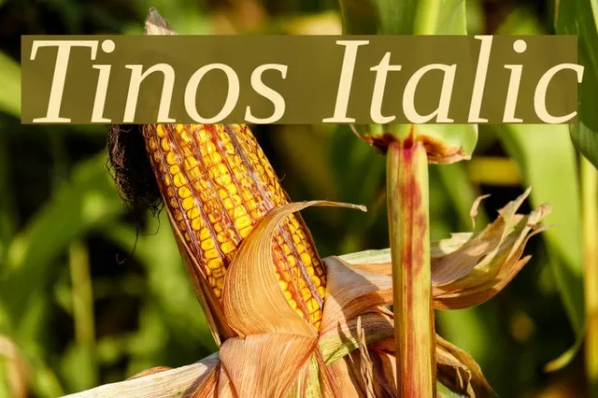 Tinos Italic Example 2