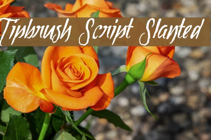 Tipbrush Script Slanted Font examples