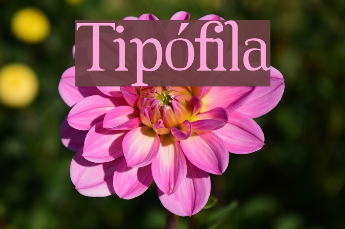 Tipófila Font examples