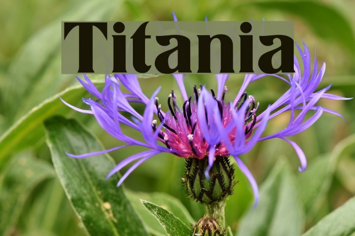Titania フォント examples