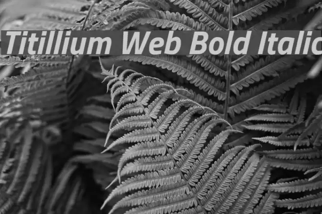 Titillium Web Bold Italic Font examples