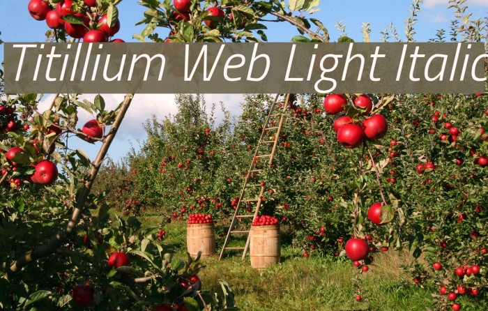 Titillium Web Light Italic Font examples