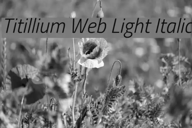 Titillium Web Light Italic Font examples