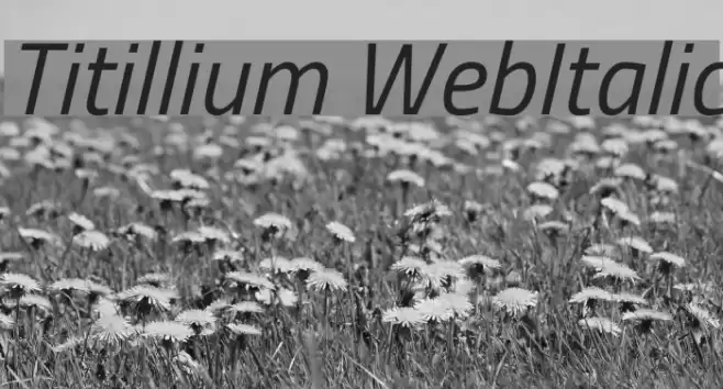 Titillium WebItalic Font examples