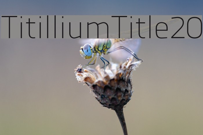 TitilliumTitle20 Font examples