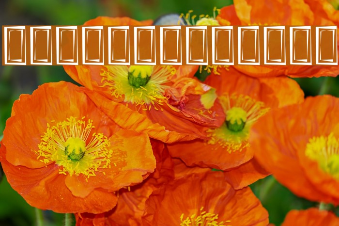 Titr Cactus Font examples