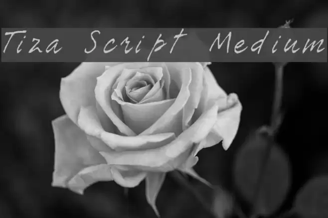 Tiza Script Medium Font examples