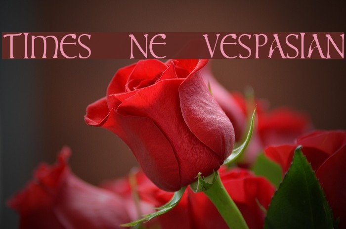 times new vespasian Font examples
