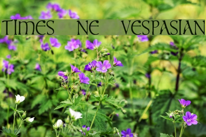 times new vespasian Font examples