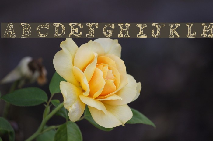 tipo carimbado Light Font examples