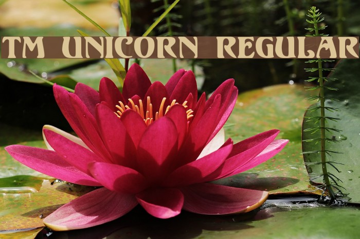 TM Unicorn Regular Font examples