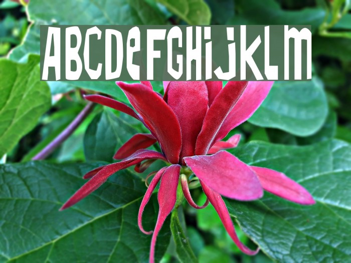 TMBFont Fonte examples