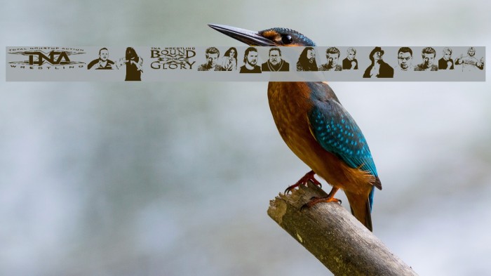 TNA Bound for Glory Example 2