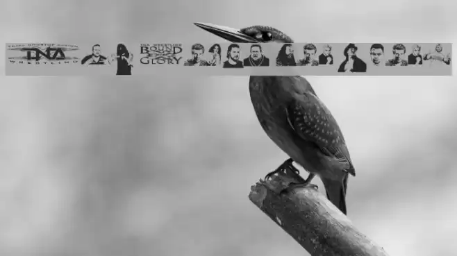 TNA Bound for Glory Font examples