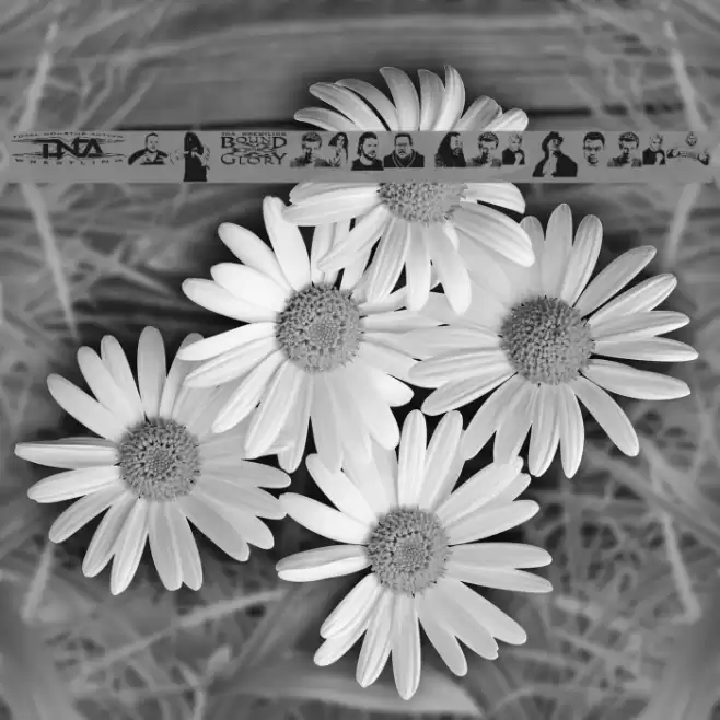 TNA Bound for Glory Font examples