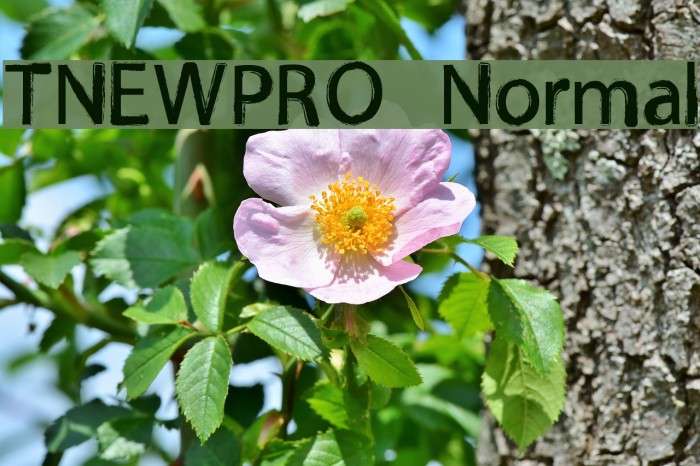 TNEWPRO Normal Font examples