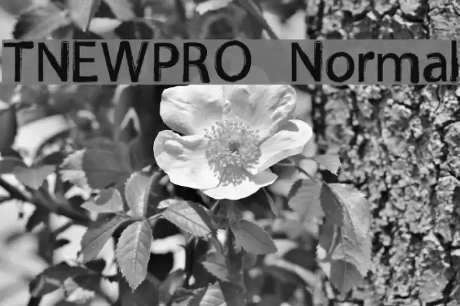 TNEWPRO Normal Font examples
