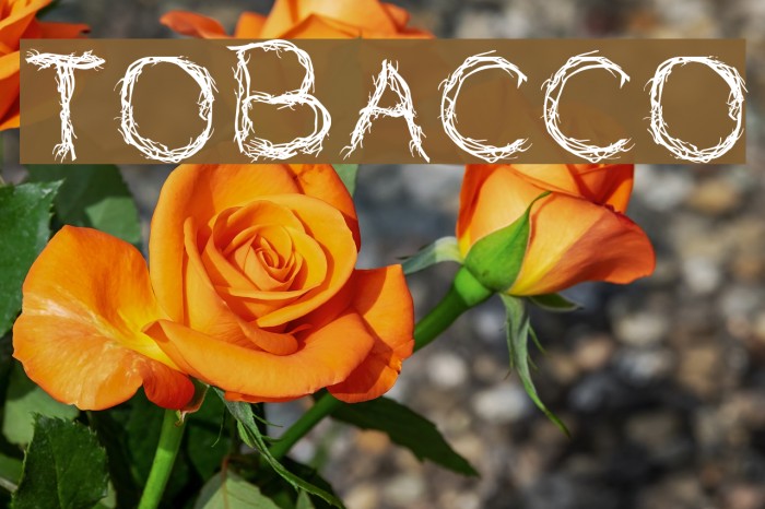 TOBACCO Font examples