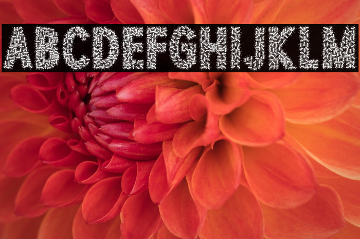 TOCANDIRA PERSONAL USE Bold Example 1