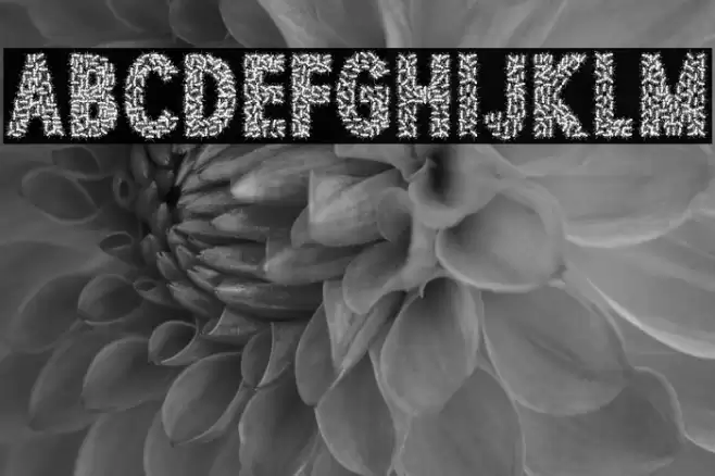 TOCANDIRA PERSONAL USE Bold Polices examples