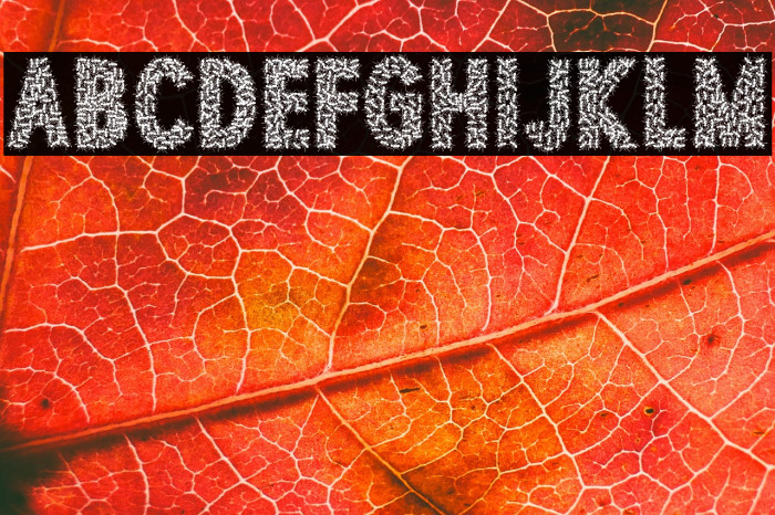 TOCANDIRA PERSONAL USE Bold Example 2