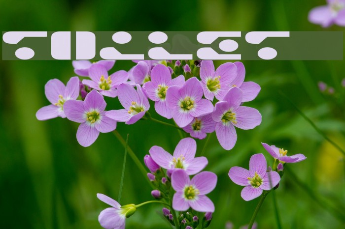 TOILET dsnp Example 3