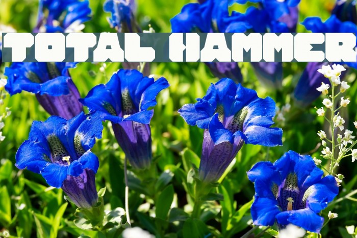 TOTAL HAMMER Polices examples