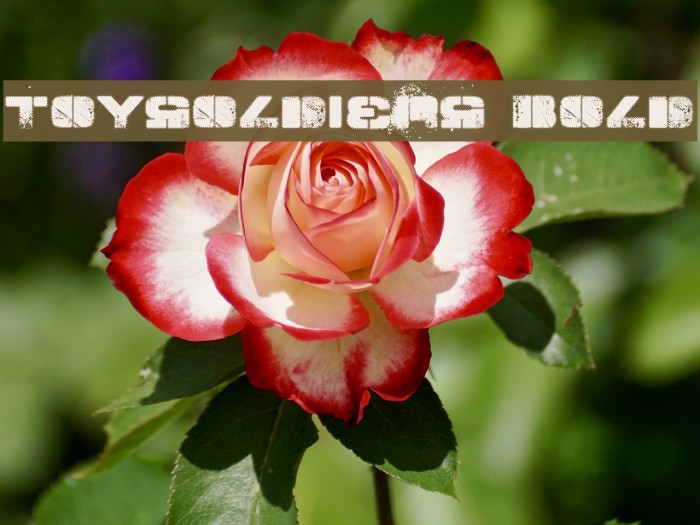 TOY_SOLDIERS Bold Font examples