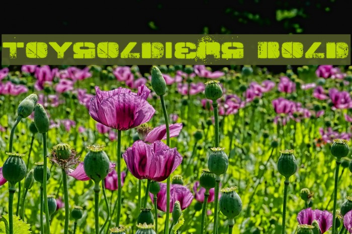 TOY_SOLDIERS Bold Font examples