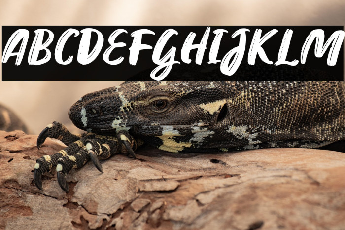 Toast and Honey Italic Example 2