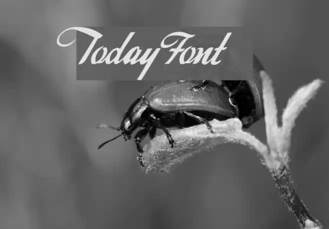 Today Font examples