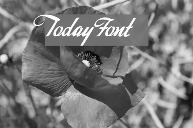 Today Polices examples