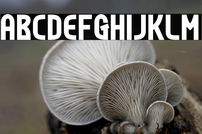 Todays-Bold Example 2