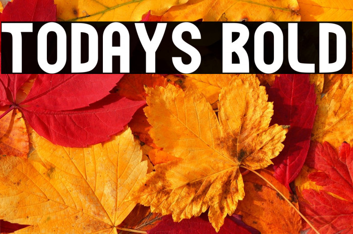 Todays Bold Example 3