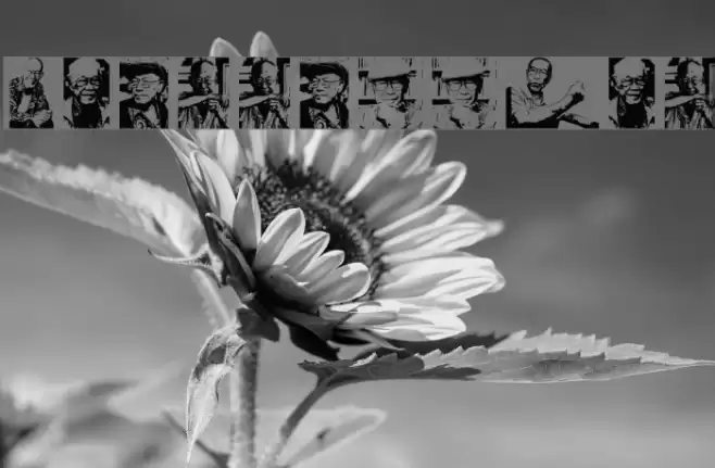 Toer Regular Font examples