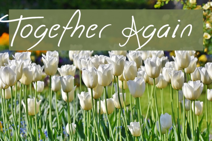 Together Again フォント examples