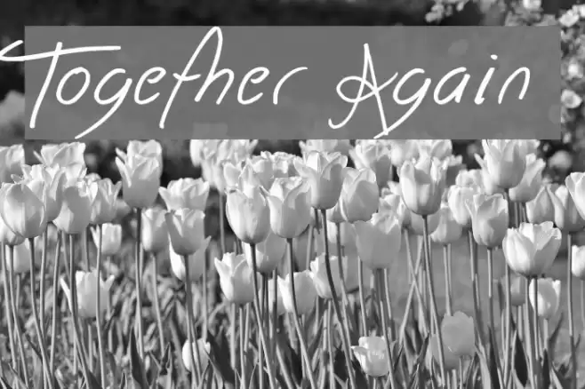 Together Again フォント examples