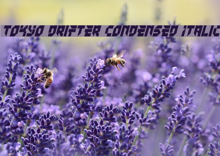 Tokyo Drifter Condensed Italic Font examples