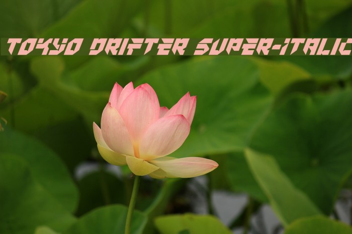 Tokyo Drifter Super-Italic Font examples