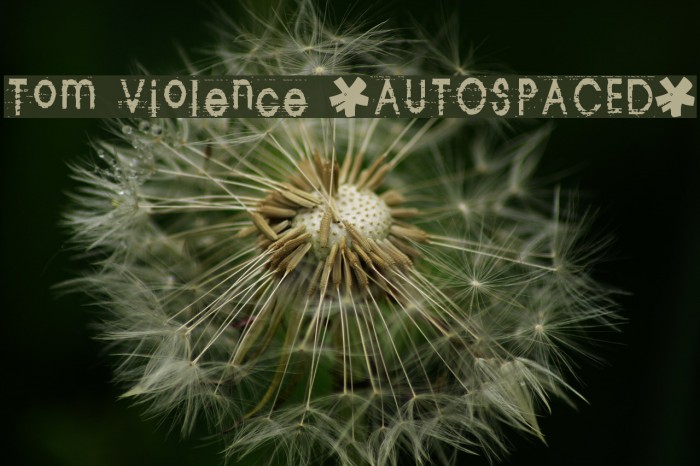 Tom Violence [AUTOSPACED] Example 1