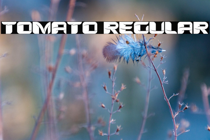 Tomato Regular Example 3