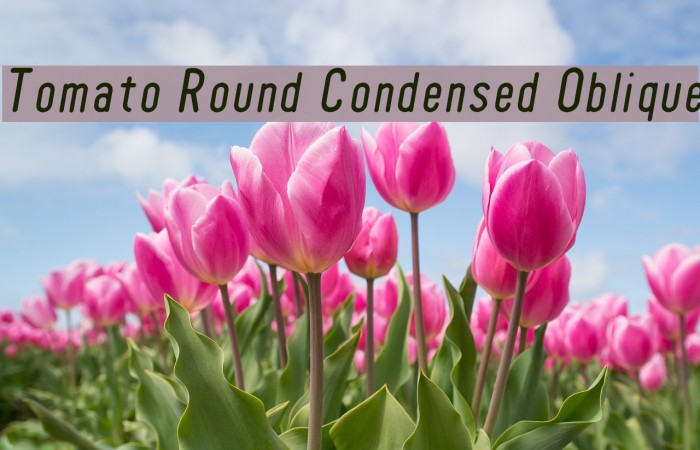 Tomato Round Condensed Oblique Font examples