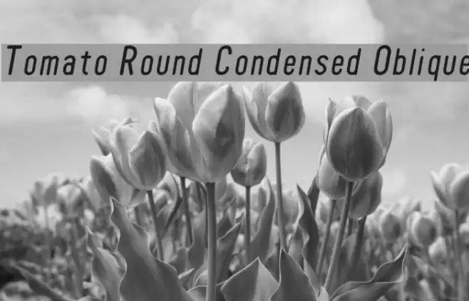 Tomato Round Condensed Oblique Fonte examples