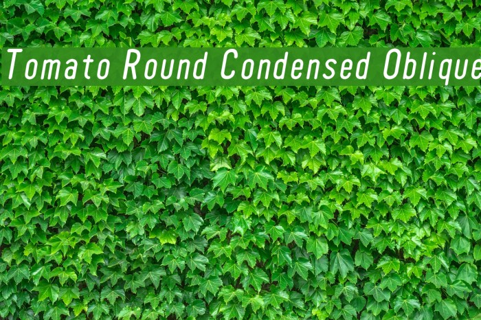 Tomato Round Condensed Oblique Font examples