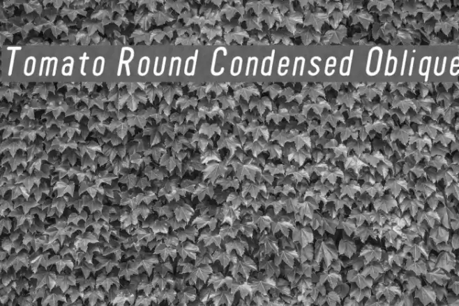 Tomato Round Condensed Oblique Fonte examples