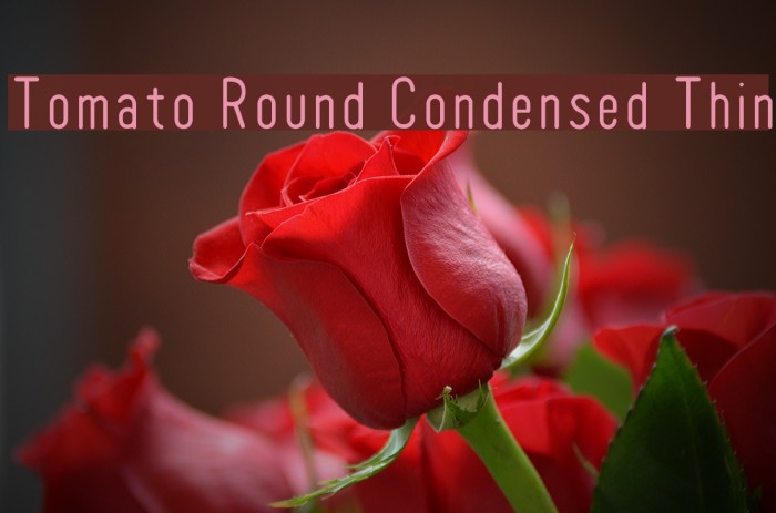 Tomato Round Condensed Thin フォント examples