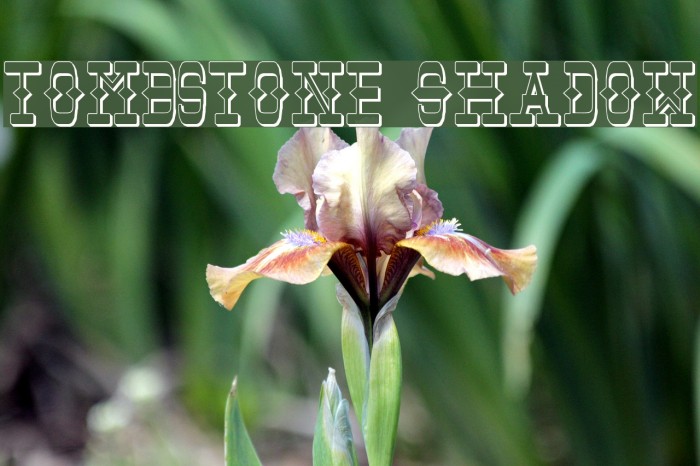 Tombstone Shadow Font examples