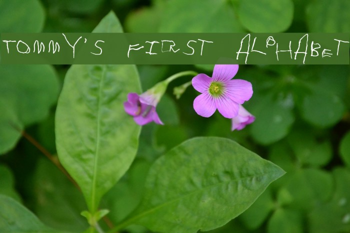 Tommy's First Alphabet Font examples