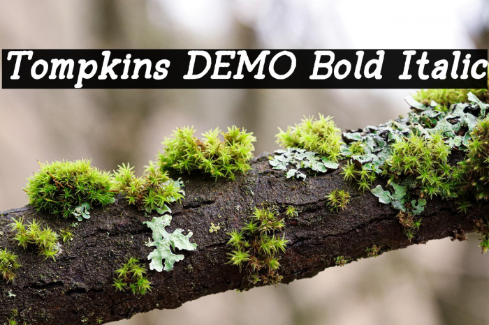 Tompkins DEMO Bold Italic Example 3