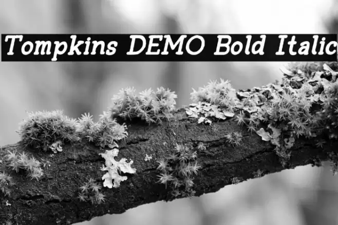 Tompkins DEMO Bold Italic Font examples